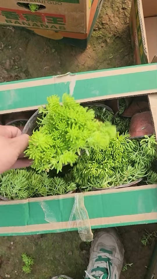 高度10厘米佛甲草