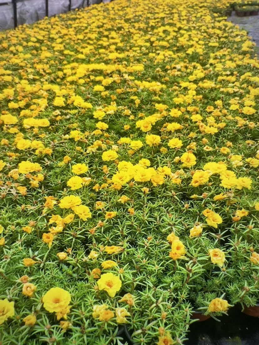 高度20厘米太阳花
