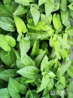 高度45厘米蕹菜