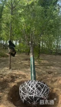 16公分榆树