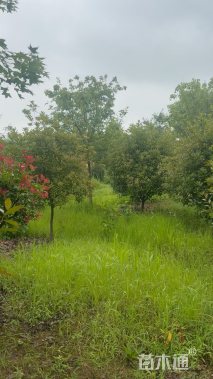 7公分红叶石楠