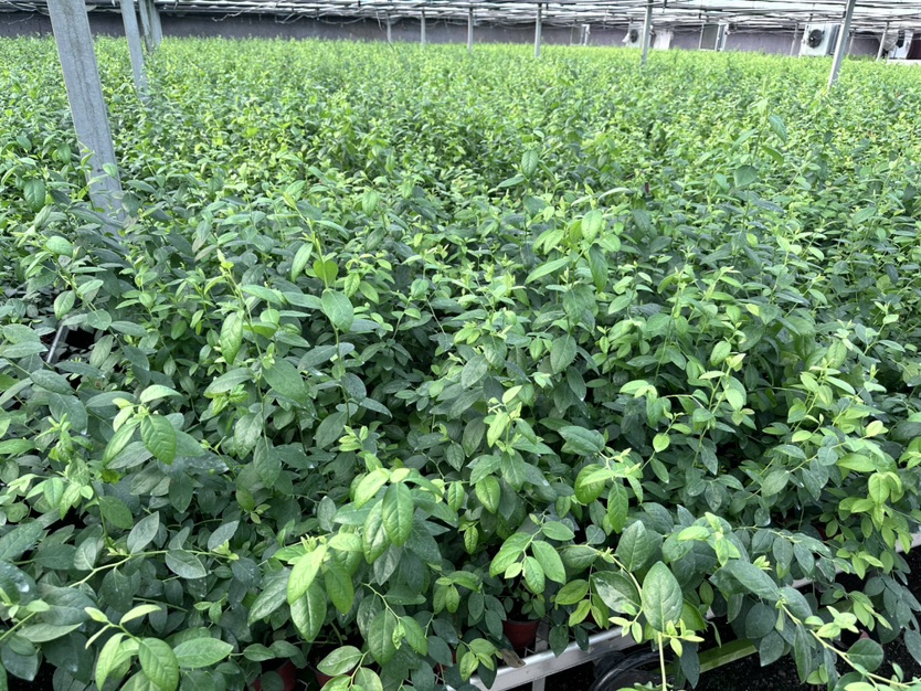 高度30厘米蓝莓