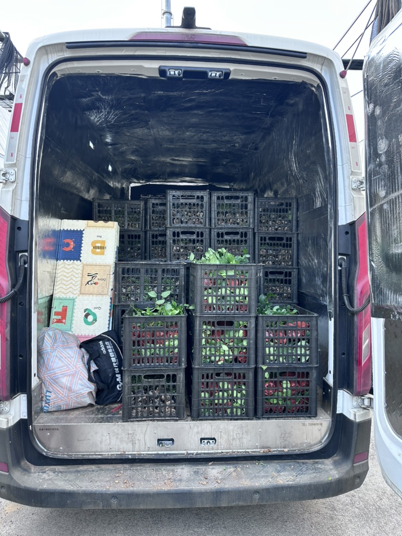 高度35厘米蓝莓