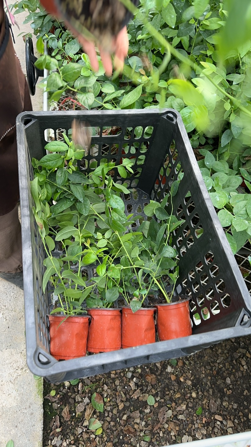 高度35厘米蓝莓