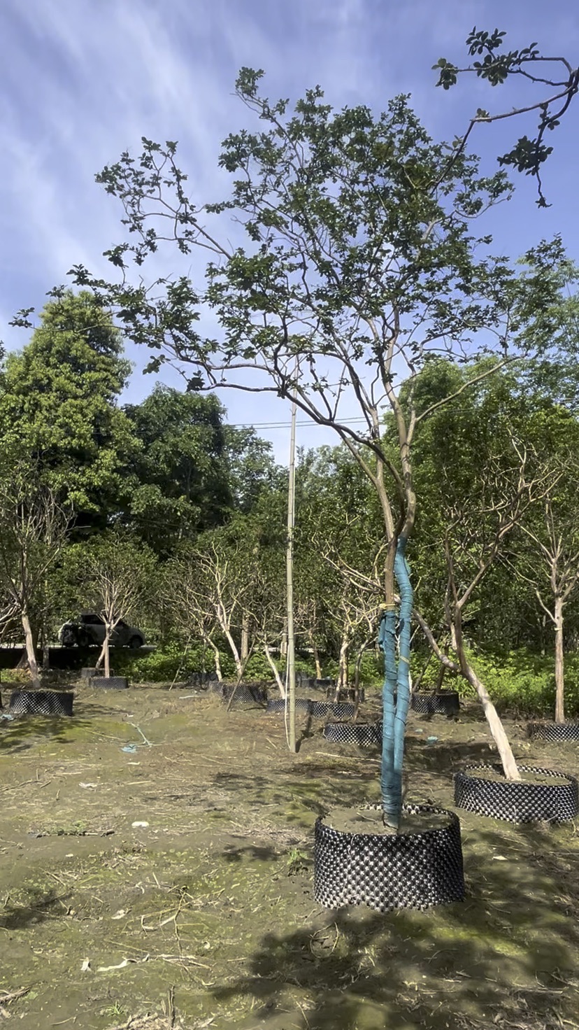8公分紫薇