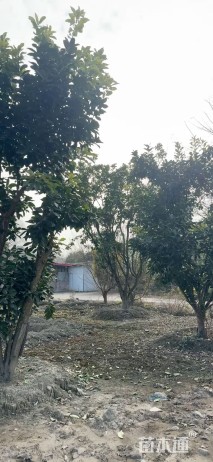 25公分香泡