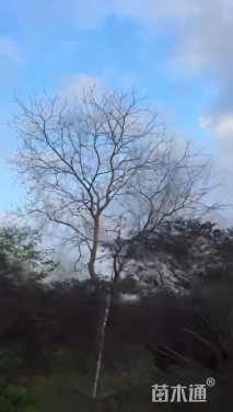 26公分乌桕