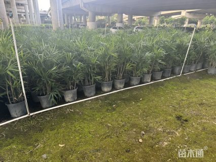 高度80厘米细叶棕竹