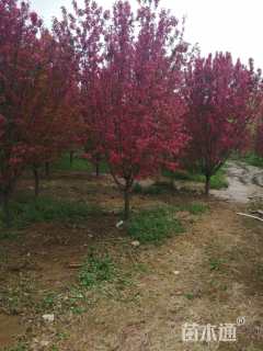 10公分绚丽海棠