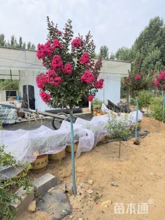 高度200厘米天鹅绒紫薇