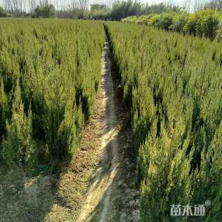 高度60厘米北京桧