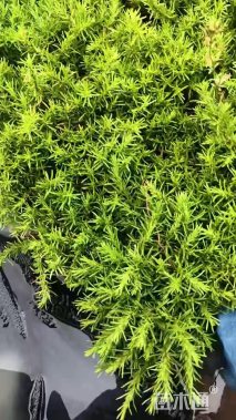 高度20厘米福禄考