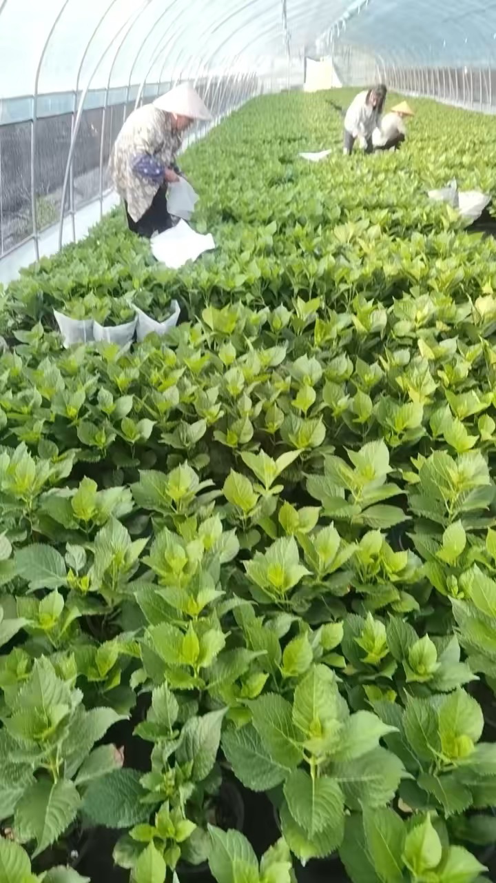 高度30厘米绣球