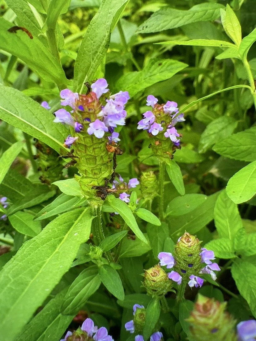 高度38厘米夏枯草