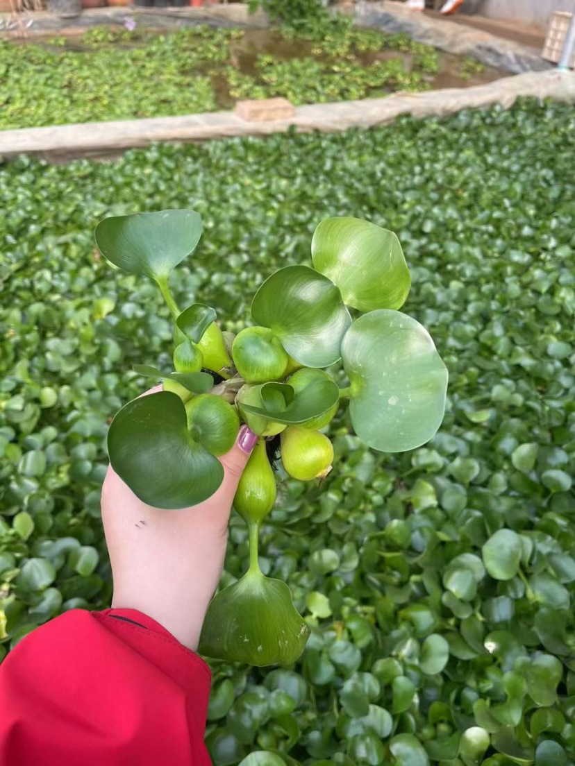 高度10厘米水葫芦