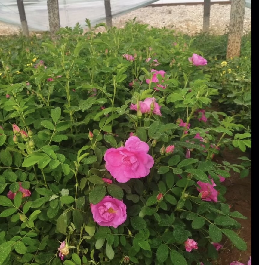 高度20厘米四季玫瑰