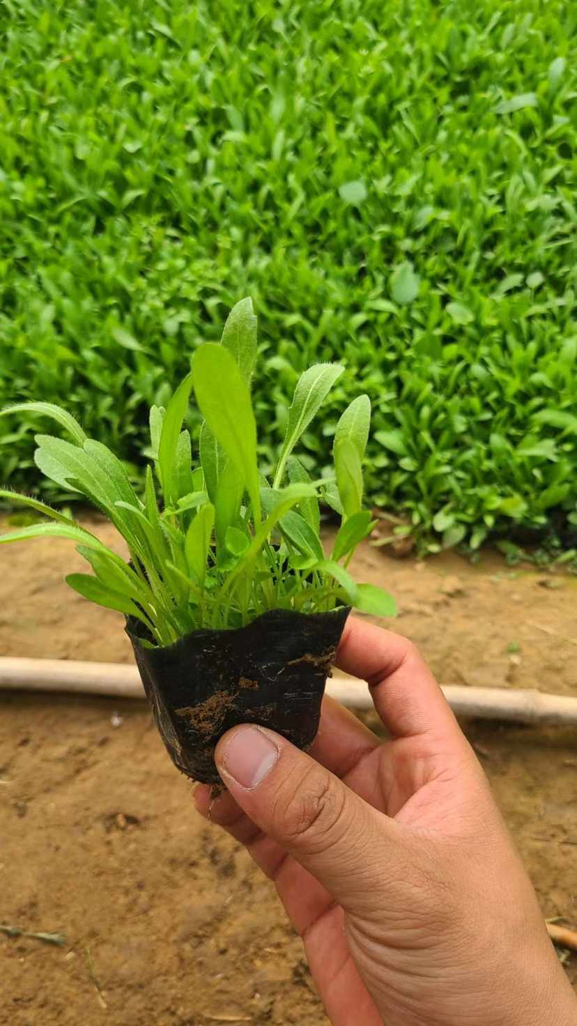 高度10厘米天人菊