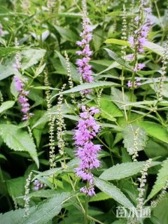 高度52厘米香薷