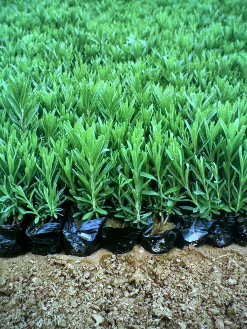 高度10厘米薰衣草