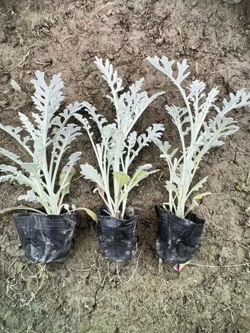 高度23厘米银叶菊