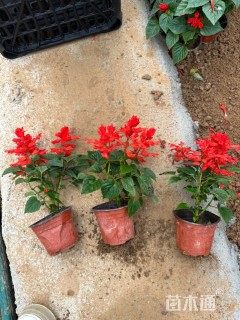 高度30厘米一串红