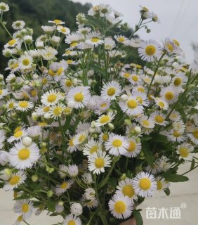 一年蓬地栽苗
