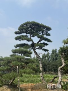 20公分造型油松