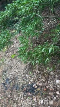 高度120厘米羽毛枫