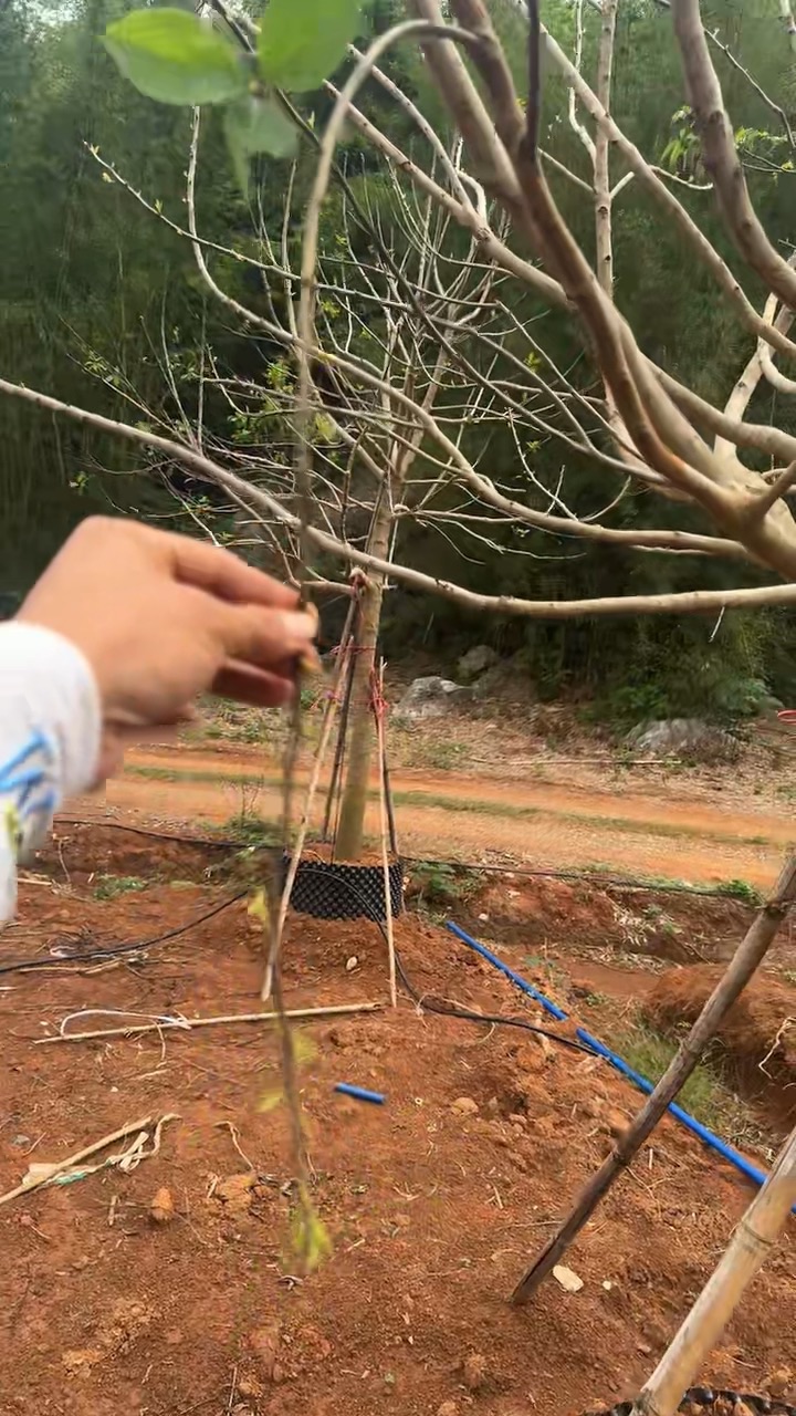 9公分红果冬青