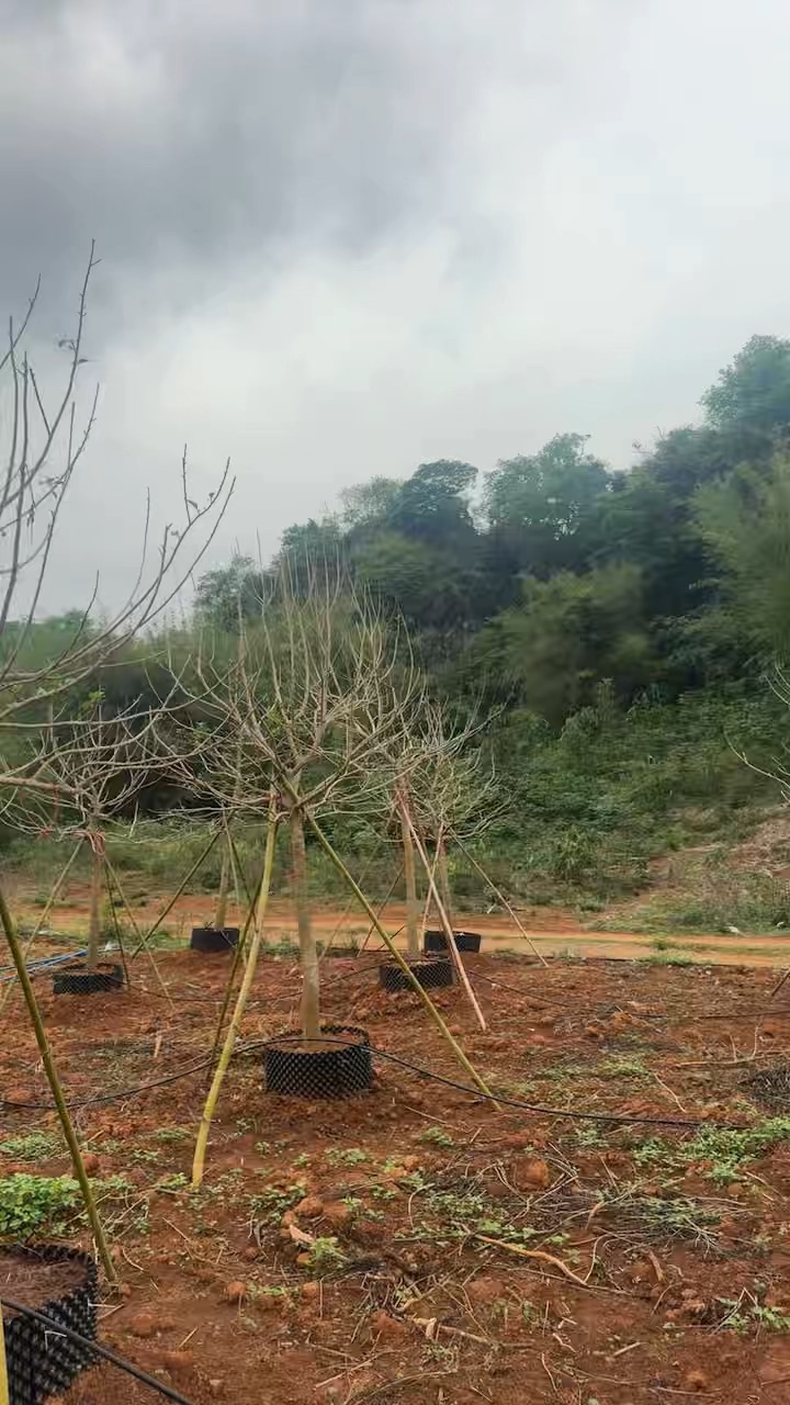 10公分红果冬青