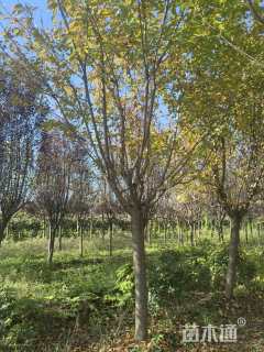 12公分日本晚樱