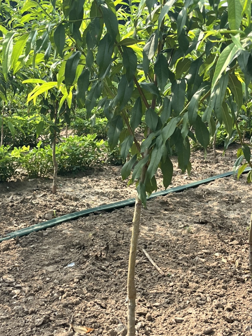 3公分水蜜桃