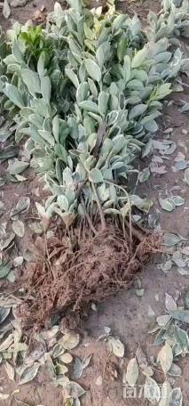 高度40厘米金边黄杨小苗