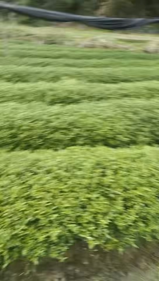 高度40厘米栀子花