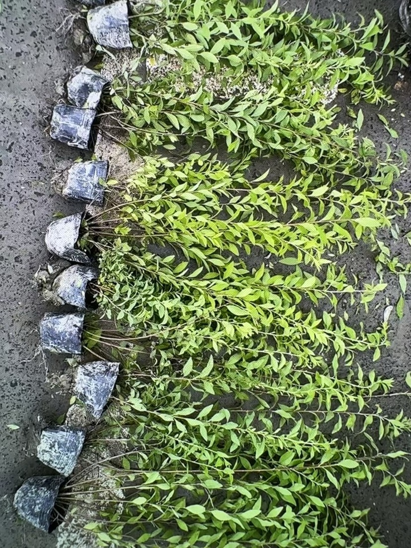 高度50厘米珍珠绣线菊