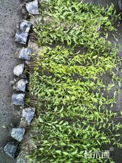 高度50厘米珍珠绣线菊