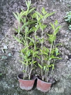 高度50厘米大麻叶泽兰