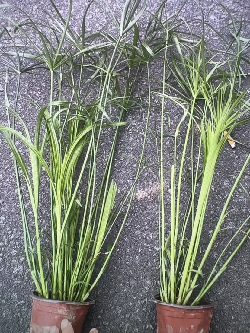 高度53厘米风车草