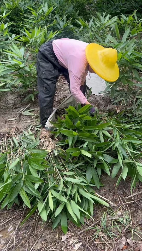 地栽苗箬竹
