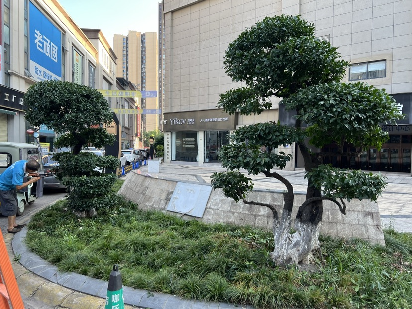 15公分造型金弹子
