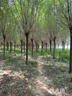15公分白蜡
