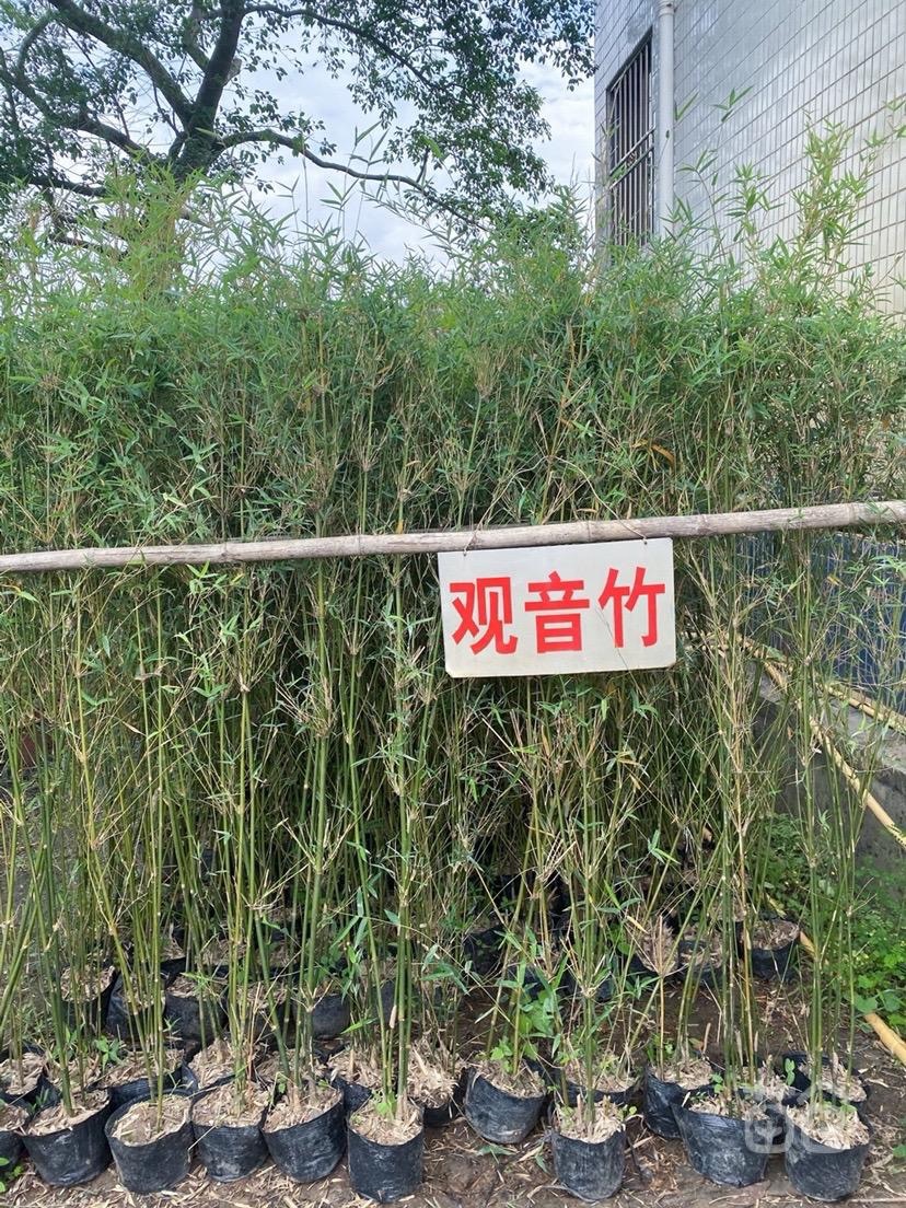 地栽苗观音竹