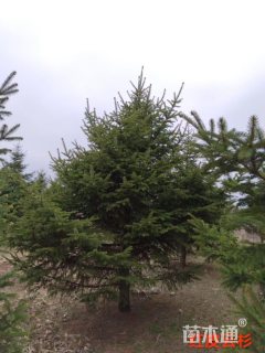 高度300厘米红皮云杉