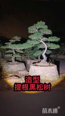 30公分造型黑松