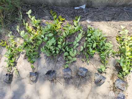 高度40厘米金森女贞