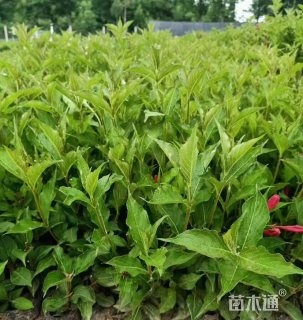 高度50厘米红王子锦带