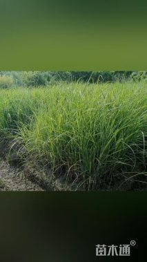 高度30厘米矢羽芒