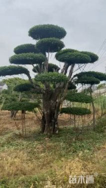 35公分白蜡