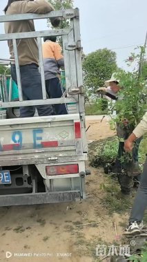 高度80厘米月季
