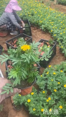 高度26厘米孔雀草